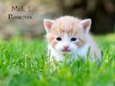 Cute Kittens for Sale! 2 Female Reservations Available! - Photo 5
