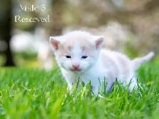 Cute Kittens for Sale! 2 Female Reservations Available! - Photo 7