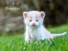 Cute Kittens for Sale! 2 Female Reservations Available! - Photo 8