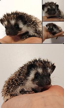 ♥Ur pick Malcolm or Starbuck Sweet Boy pinto hoglets!  Delivery - Photo 2