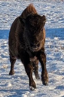 3 - YEARLING BISON BULLS FOR SALE