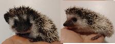 ♥Ur pick Malcolm or Starbuck Sweet Boy pinto hoglets!  Delivery