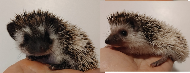 ♥Ur pick Malcolm or Starbuck Sweet Boy pinto hoglets!  Delivery
