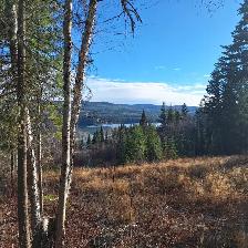 5.17 ACRE LAKE VIEW PROPERTY AT TABOR LAKE, PRINCE GEORGE - Photo 6