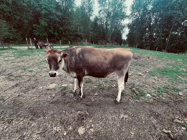 Jersey cow for sale.