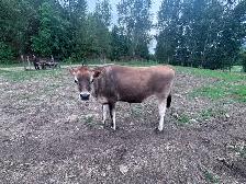 Jersey cow for sale. - Photo 2