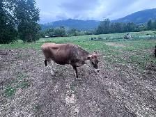 Jersey cow for sale. - Photo 3