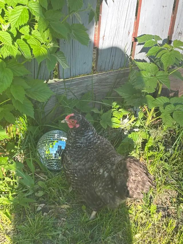 Rooster for sale