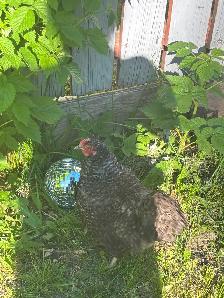 Rooster for sale
