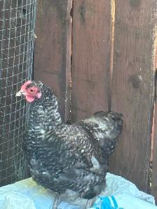 Rooster for sale - Photo 2