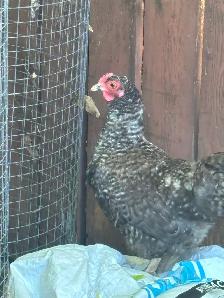 Rooster for sale - Photo 3