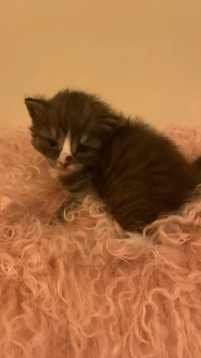 doll faced Persian kittens