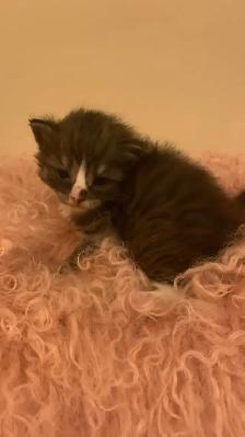 doll faced Persian kittens