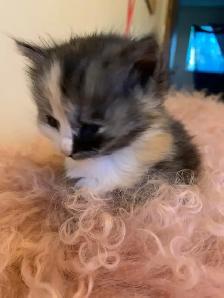 doll faced Persian kittens - Photo 3