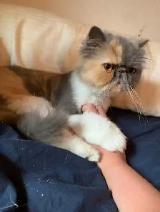 doll faced Persian kittens - Photo 5