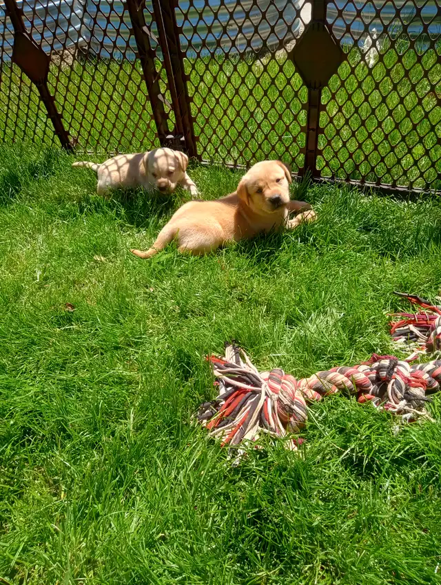 CKC Registered Labrador Retriever Puppies