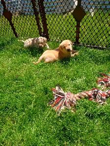 CKC Registered Labrador Retriever Puppies