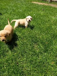 CKC Registered Labrador Retriever Puppies - Photo 2