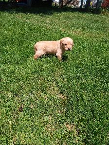 CKC Registered Labrador Retriever Puppies - Photo 3