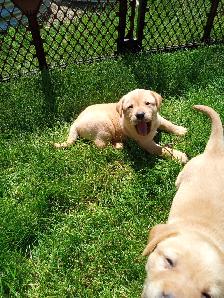 CKC Registered Labrador Retriever Puppies - Photo 4