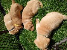 CKC Registered Labrador Retriever Puppies - Photo 5