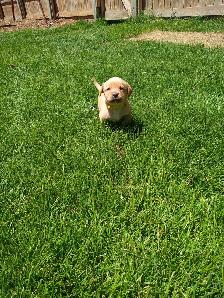 CKC Registered Labrador Retriever Puppies - Photo 6