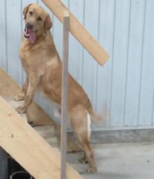 CKC Registered Labrador Retriever Puppies - Photo 8