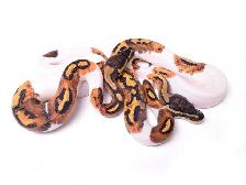 SNAKES - LARGE VARIETY