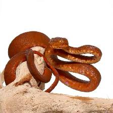 SNAKES - LARGE VARIETY - Photo 2