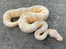 SNAKES - LARGE VARIETY - Photo 3
