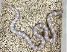 SNAKES - LARGE VARIETY - Photo 4