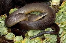 SNAKES - LARGE VARIETY - Photo 5