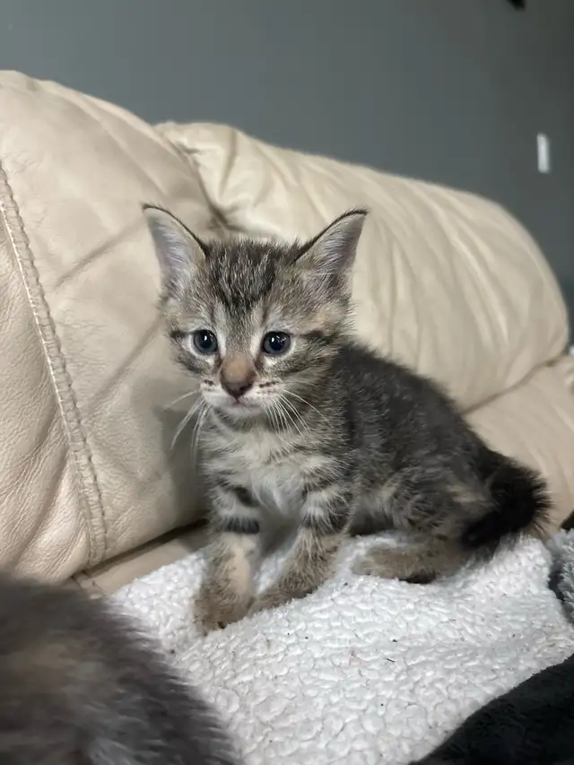 kittens!’