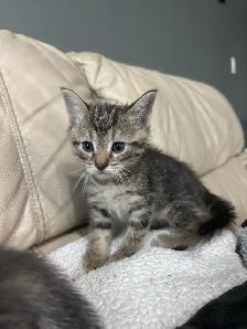 kittens!’
