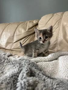 kittens!’ - Photo 2