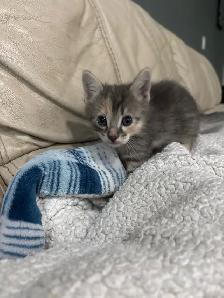 kittens!’ - Photo 3
