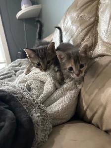 kittens!’ - Photo 4