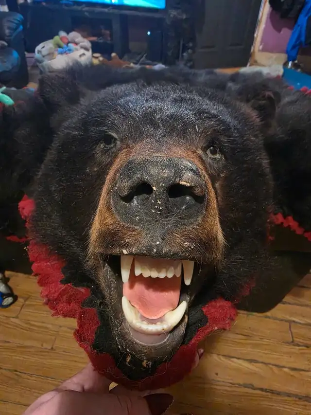 Bear Rug