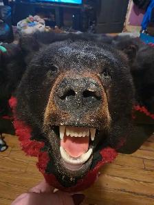 Bear Rug