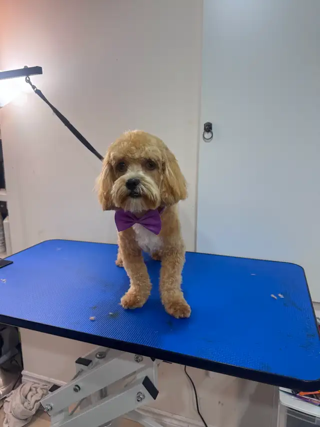 Furry Cuts — Dog Grooming for Small Pups