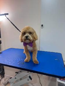 Furry Cuts — Dog Grooming for Small Pups