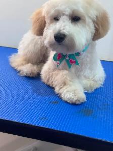 Furry Cuts — Dog Grooming for Small Pups - Photo 2