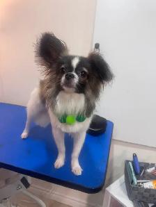 Furry Cuts — Dog Grooming for Small Pups - Photo 3