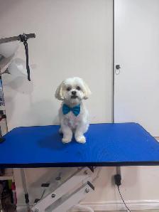 Furry Cuts — Dog Grooming for Small Pups - Photo 4