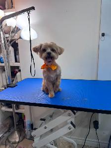 Furry Cuts — Dog Grooming for Small Pups - Photo 5
