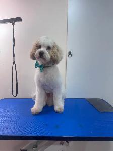 Furry Cuts — Dog Grooming for Small Pups - Photo 6