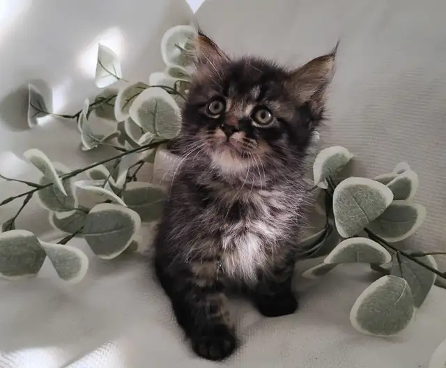 Chaton Sibérien Hypoallergénique
