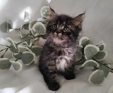 Chaton Sibérien Hypoallergénique