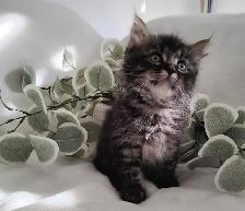 Chaton Sibérien Hypoallergénique - Photo 2
