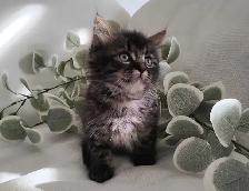 Chaton Sibérien Hypoallergénique - Photo 3